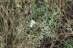 Vicia costata