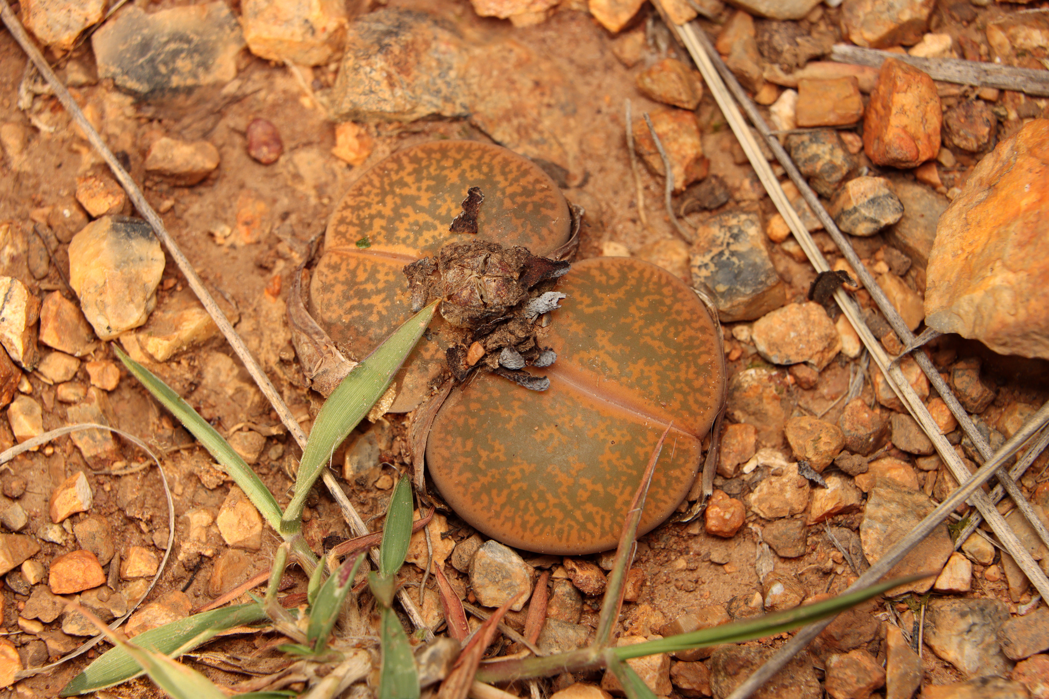 Lithops lesliei var. applanata D.T.Cole