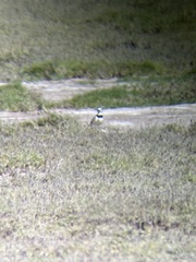 Charadrius thoracicus