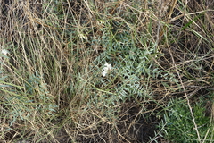 Vicia costata