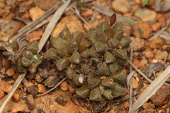 Anacampseros subnuda