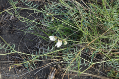 Vicia costata