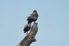 Theristicus caerulescens