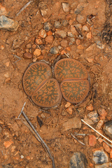 Lithops lesliei