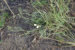 Vicia costata