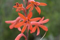 Watsonia angusta