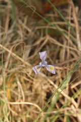 Moraea simulans
