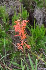 Watsonia angusta