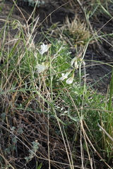 Vicia costata