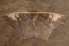 Paragonia cruraria