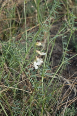 Vicia costata