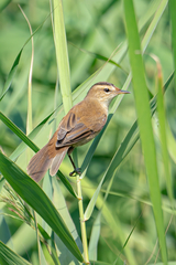 Acrocephalus bistrigiceps