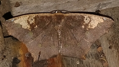 Paragonia cruraria