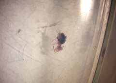 Dicyrtomidae