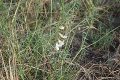 Vicia costata