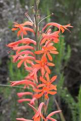 Watsonia angusta