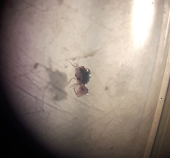 Dicyrtomidae