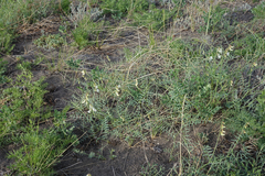 Vicia costata