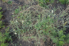 Vicia costata