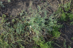Vicia costata