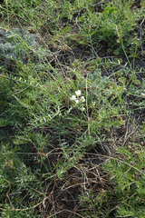 Vicia costata