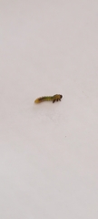 Adurgoa gonagra