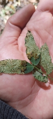 Adurgoa gonagra