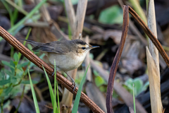 Acrocephalus bistrigiceps