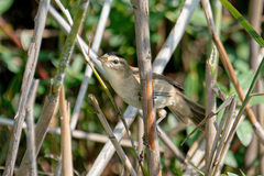 Acrocephalus bistrigiceps