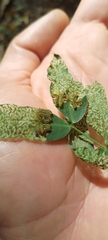 Adurgoa gonagra
