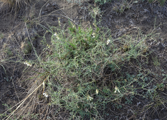Vicia costata