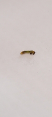 Adurgoa gonagra