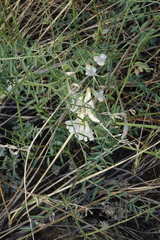 Vicia costata