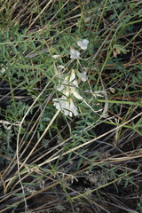Vicia costata
