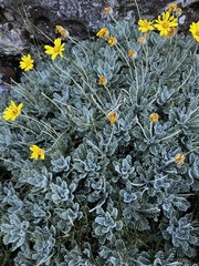 Euryops pectinatus