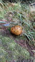 Pisolithus