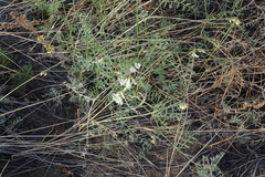 Vicia costata