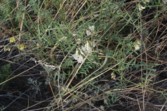 Vicia costata
