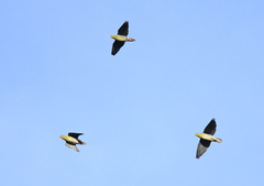 Treron fulvicollis