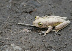 Bokermannohyla hylax