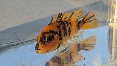 Maylandia estherae