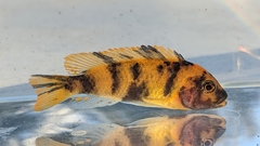 Maylandia estherae