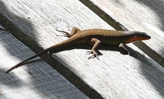 Eutropis