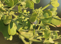 Phoradendron leucarpum