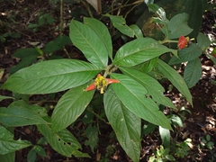 Palicourea tomentosa