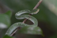 Tropidolaemus subannulatus