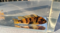 Maylandia estherae