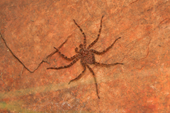 Selenopidae