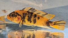 Maylandia estherae