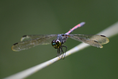 Agrionoptera insignis